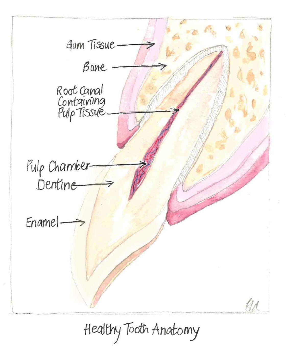 Figure 1 – Healthy tooth anatomy
